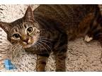 Adopt Peach a Brown Tabby Domestic Shorthair / Mixed cat in Los Angeles