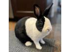 Adopt Lumi a Dutch / Mixed rabbit in Chicago, IL (38618288)