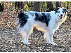 Adopt Maisey a White - with Black Australian Shepherd / Border Collie / Mixed