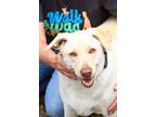 Adopt Daigle a White Labrador Retriever / Mixed dog in Sulphur, LA (38618109)