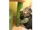 Adopt Maisel a Brown Tabby Domestic Mediumhair (medium coat) cat in Monrovia