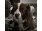 Adopt Gizmo a Red/Golden/Orange/Chestnut - with White Australian Shepherd /