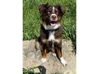 Adopt Kiwi a Red/Golden/Orange/Chestnut - with White Australian Shepherd / Mixed