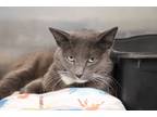 Adopt Phil a Gray or Blue Domestic Shorthair (short coat) cat in House Springs