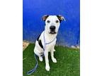 Adopt Skittles a White - with Black Australian Cattle Dog / Mixed dog in haslet