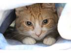 Adopt Argyle a Orange or Red (Mostly) Domestic Shorthair (short coat) cat in