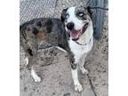 Adopt Dion a Black - with White Australian Shepherd / Mixed dog in Groton