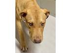 Adopt Gill a Tan/Yellow/Fawn Labrador Retriever / Mixed dog in Groton