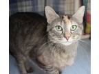 Adopt Lipton a Brown Tabby Domestic Shorthair (short coat) cat in House Springs