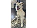 Adopt Kylo a Tan/Yellow/Fawn Blue Heeler / Labrador Retriever / Mixed dog in