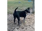 Adopt Chloe a Black - with White English Pointer / Mixed dog in Groton