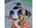 Adopt Kira a Brindle Mixed Breed (Medium) / Mixed dog in Columbiana