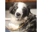 Adopt Charlie a Black Australian Shepherd / Mixed dog in Lindenwold