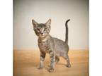 Adopt Capri C13308 a Gray or Blue Domestic Shorthair / Mixed cat in Minnetonka