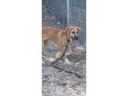 Adopt Leta Ford a Tan/Yellow/Fawn - with Black Black Mouth Cur / Mixed dog in