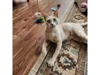 Adopt Bahama Momma C13304 a Tan or Fawn Tabby Domestic Shorthair / Mixed cat in
