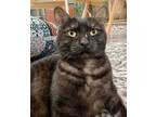 Adopt Coco a Gray or Blue (Mostly) Domestic Shorthair cat in Kennett Square