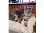 Adopt Whiskers (& Main) a Domestic Shorthair cat in Kennett Square