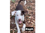 Adopt Ralph a White Catahoula Leopard Dog / Mixed dog in Walpole, MA (38617190)