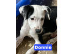 Adopt Donnie a Black Catahoula Leopard Dog / Mixed dog in Walpole, MA (38617189)