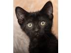 Adopt Tina a Black (Mostly) Domestic Shorthair (short coat) cat in Chicago