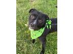 Adopt Doug a Black Terrier (Unknown Type, Small) / Mixed dog in Worcester