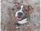 Adopt Gloria a Brindle - with White American Staffordshire Terrier / Mixed dog