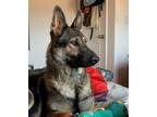 Adopt Kora a Brown/Chocolate - with Black German Shepherd Dog / Mixed dog in