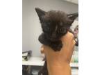 Adopt Jennipurr a All Black Domestic Shorthair / Domestic Shorthair / Mixed cat