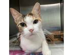 Adopt Ginger a Calico or Dilute Calico Domestic Shorthair / Mixed cat in