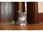 Adopt Jazz a Gray, Blue or Silver Tabby Domestic Shorthair (short coat) cat in