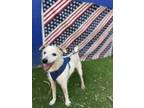Adopt Terrance a White - with Tan, Yellow or Fawn Jack Russell Terrier / Mixed