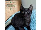 Adopt Santiago a All Black Domestic Shorthair / Mixed cat in Ridgeland