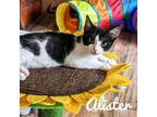 Adopt Alistar a All Black Domestic Shorthair / Mixed cat in Ridgeland