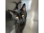 Adopt Walter a All Black Domestic Shorthair / Mixed cat in Mocksville