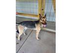 Adopt Billy Jack a Black - with Tan, Yellow or Fawn German Shepherd Dog / Dutch