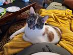 Adopt Katie a Calico or Dilute Calico Domestic Shorthair (short coat) cat in