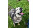 Adopt Ruby a Gray/Silver/Salt & Pepper - with White Alaskan Malamute / Mixed dog