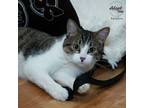 Adopt Ralphie a Brown or Chocolate Domestic Shorthair / Domestic Shorthair /