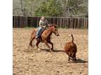 Gelding off Spade Ranch