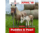 Puddles & Pearlâ 10 Yr old 36 Inches Red Roan and Paint Mini