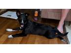 Adopt Satine a Black - with White Labrador Retriever / Mixed dog in Glastonbury