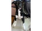 Adopt Brea a Black - with White Labrador Retriever / Mixed dog in Glastonbury