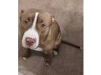 Adopt Chick a Pit Bull Terrier