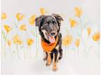 Adopt Poppy a Australian Shepherd