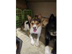 Adopt Skippy a Tricolor (Tan/Brown & Black & White) Jindo / Mixed dog in
