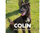 Adopt Colin a Brown/Chocolate - with White Jindo / Mixed dog in Duluth
