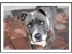 Adopt Dora a American Staffordshire Terrier