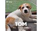 Adopt Tom a White - with Tan, Yellow or Fawn Jindo / Mixed dog in Centerville