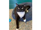 Adopt Amigo a Domestic Shorthair / Mixed (short coat) cat in Ft.